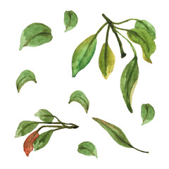 watercolor set of leaves