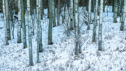 Deciduous forest in winter, Highland Recreation Area, Oakland County Michigan