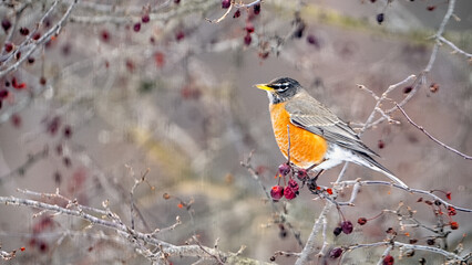 American Robin in cherry tree, winter, Oakland County, Michigan