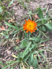 orange flower