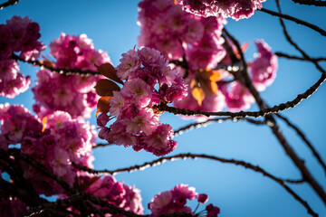 Pink Cherry Blossoms - obrazy, fototapety, plakaty