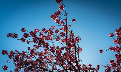 Pink Cherry Blossoms - obrazy, fototapety, plakaty