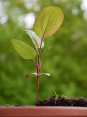 Der kleine Apfelbaum