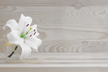 White lily flower isolated om gray background.