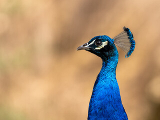 Obraz premium Pfau
