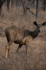 Sambar Deer Standing On Grassy Field At a Forest in Madhya Pradesh, India