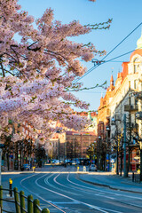 Tram tracks leading to city center with cherry blossom during early spring in Gothenburg Sweden