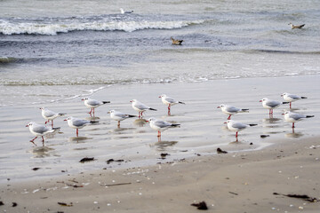 Winter seascape on Baltic Sea sandy beach with black-headed gulls in winter form with a white head
