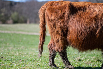Fototapeta premium cow on the pasture