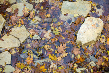 Autumn leaves in a forest rain puddle among stones and rocks
