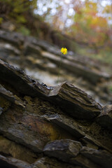 A lone bright yellow flower breaks through the rocks in the forest