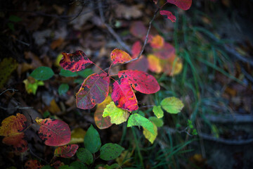 Twig with bright red leaves in the forest