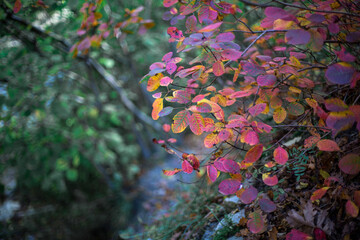 Bush with bright orange and red leaves in the forest
