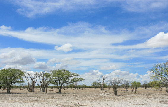 Fairy Tale Forest of Moringa trees, Etosha National Park, Namibia