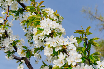 branches of a cherry tree with white flowers against the sky. spring garden.