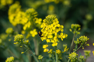 yellow flowers in spring