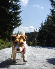 Jack Russel Terrier na wycieczce w górach