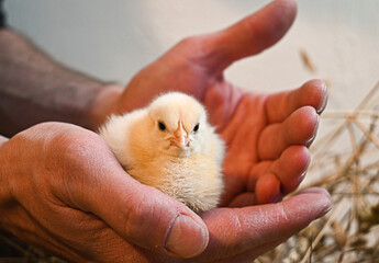 little yellow chicks in rough male hands © Ksenia Sher