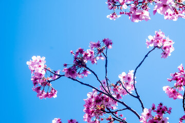 Close-up flowers on the sakura tree. Cherry blossom with colorful flowers. Selective focus.