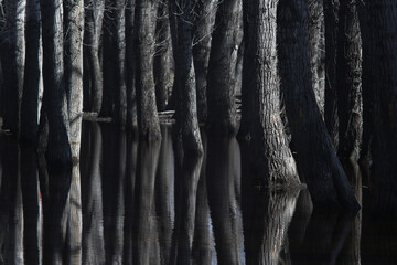 abstract nature background - tree trunks in the water