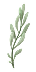 Watercolor illustration of a twig with leaves . Delicate green stem of dried protea flower. Boho clipart of a withered plant isolated on a white background. Handpainted Botany