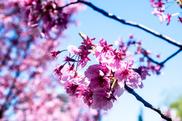 Close-up flowers on the sakura tree. Cherry blossom with colorful flowers. Selective focus.
