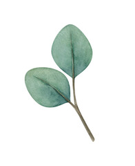 Watercolor illustration of a sprig of eucalyptus with leaves . Delicate green stem with dried flower foliage. Boho clipart of a withered plant isolated on a white background. Handpainted Botany