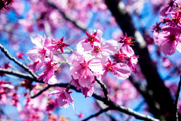 Close-up flowers on the sakura tree. Cherry blossom with colorful flowers. Selective focus.
