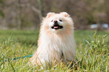 Walking with the dog. Cute white fluffy pomeranian is sitting contentedly on the green grass in the...