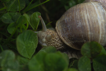 snail on a leaf