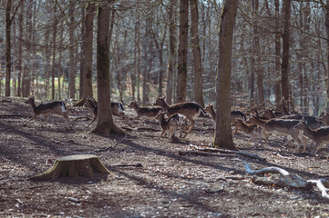 Many deers in the park