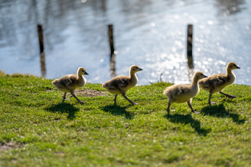 Obraz premium geese in the park