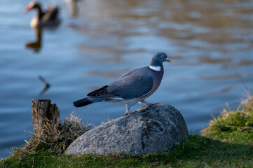 seagull on a rock