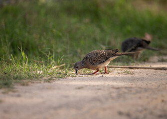 Spotted Dove feeding at roadside