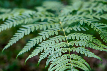 a green branch of fern on natural background, foliage on summer day