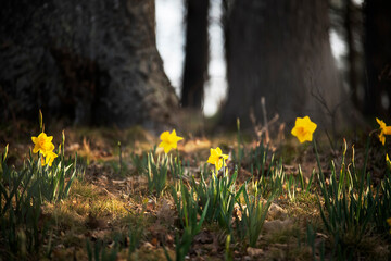 Spring flowers yellow daffodils in a clearing in a park or forest. Awakening of nature. 