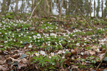 Naklejka na ściany i meble Anemone white flowers blooming in spring in a forest