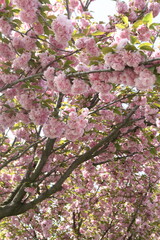 Blooming sakura in the botanical garden