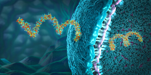 Ribonucleic acid strands consisting of nucleotides important for protein bio-synthesis entering cell wall 