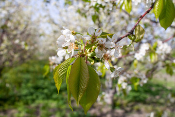 A flowering sprig of cherries. Flowering of fruit trees. 