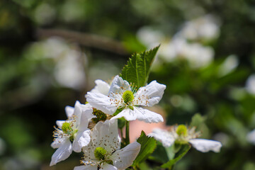 gorgeous white Rubus Pentalobus flowers in the garden surrounded by lush green leaves at Atlanta Botanical Garden in Atlanta Georgia USA