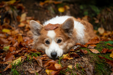 A tired and dirty Welsh Corgi Pembroke dog lies in its wet leaves and rests.