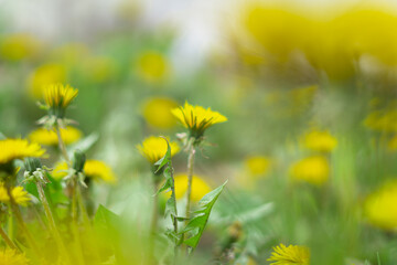A close up of wild flowers, early spring