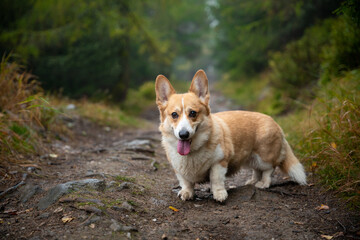 A happy Welsh Corgi Pembroke dog standing in the woods during the gloomy fall weather.