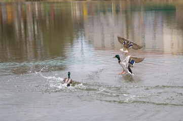 Ducks swimming on one side in the city