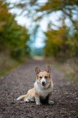 A happy Welsh Corgi Pembroke dog sits on the road. In the background, delicate autumn colors.