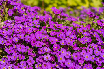 Naklejka premium Closeup on vibrant coloured flowers in purple, Aubrieta Cascade Blue, flowering plants called Rock Cress growing in the garden in spring, ground cover cascading plant.