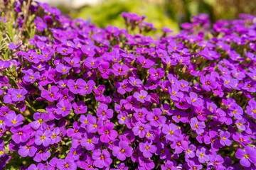 Closeup on vibrant coloured flowers in purple, Aubrieta Cascade Blue, flowering plants called Rock Cress growing in the garden in spring, ground cover cascading plant.