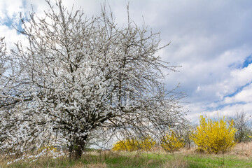 Obraz premium Prunus cerasifera. Fruit tree with white spring blossom in the garden