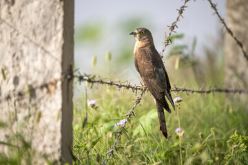Common cuckoo